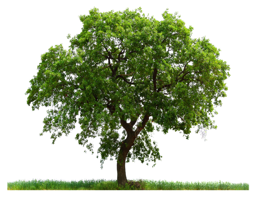 Png tree ab by paradise234 d5gy7ul